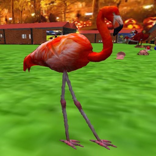 Flamingo Medi Female 1