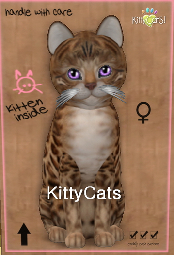 126 KittyCats Box - New Born Kitten