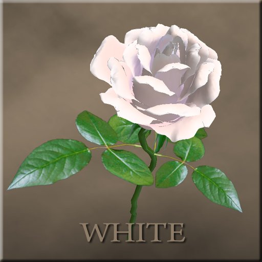 Reico Rose ( copy / white)