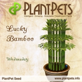 PlantPet Seed [Lucky Bamboo *Wednesday*]