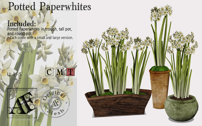 *AF* Potted Paperwhites