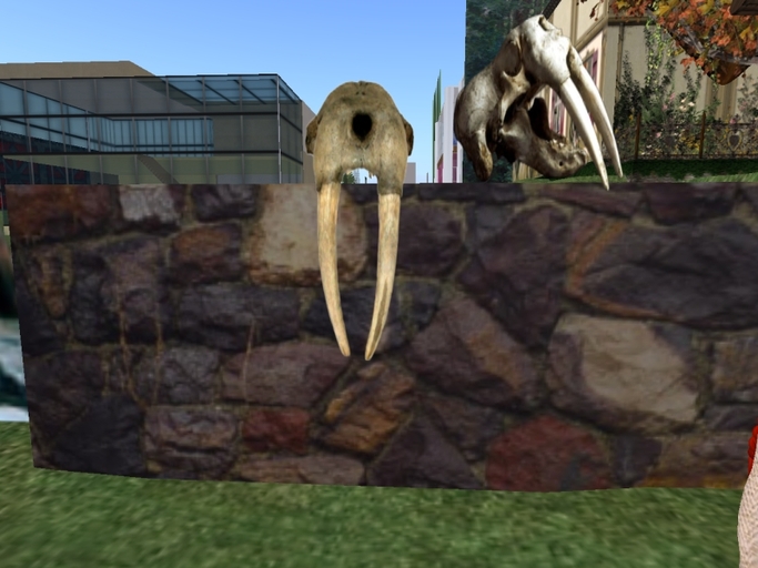 Frontal View of Alaskan Walrus Skull, Boxed
