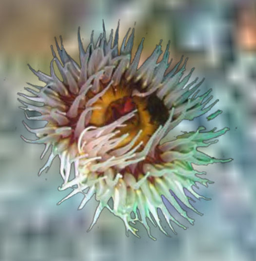 Sea Anemone 