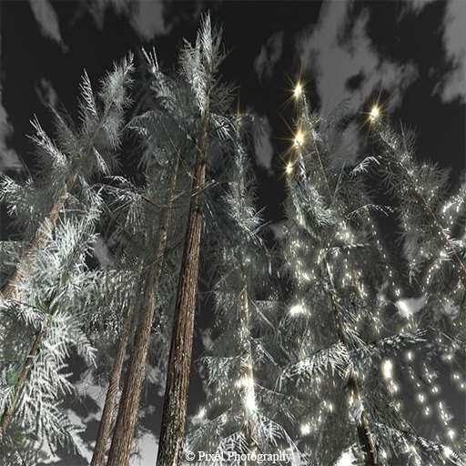 Fir Trees at Botanical Landscapes