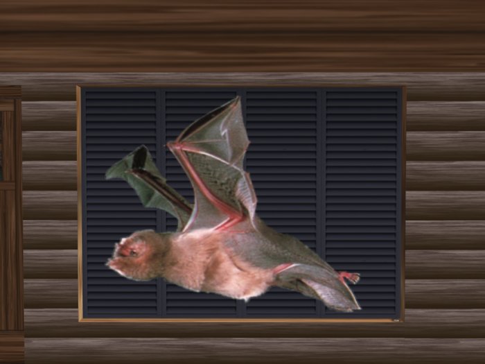 Bat Flying 1 (Real Pic)
