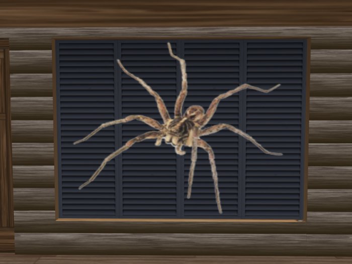 Big Spider (Real Pic)