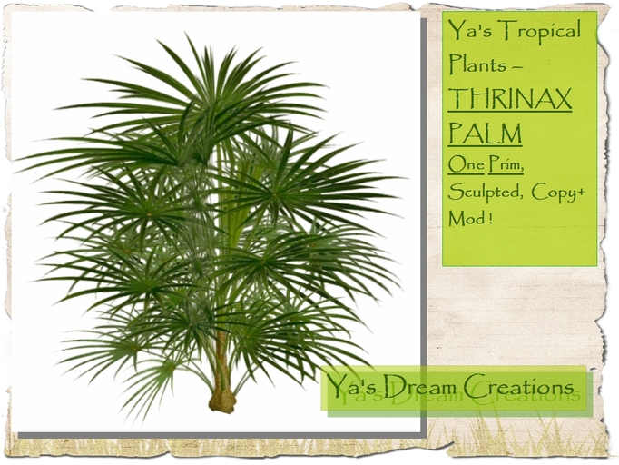 *Ya's* Tropical Plants - THRINAX PALM - One Prim - Sculpted - Copy+Mod!