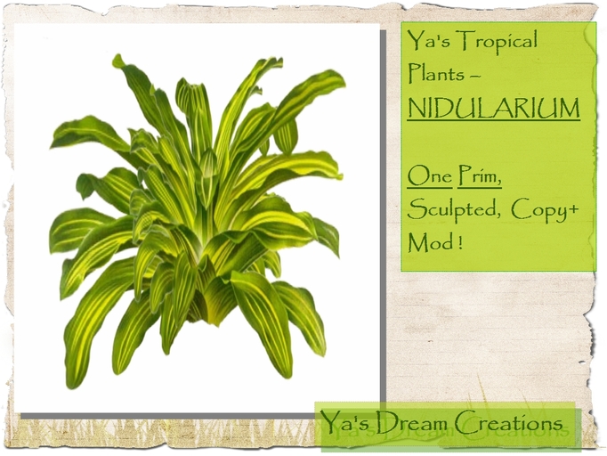 *Ya's* Tropical Plants - NIDULARIUM - One Prim - Sculpted - Copy+Mod!