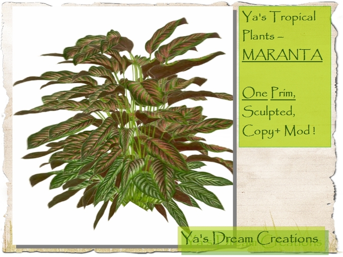 *Ya's* Tropical Plants - MARANTA - One Prim - Sculpted - Copy+Mod!