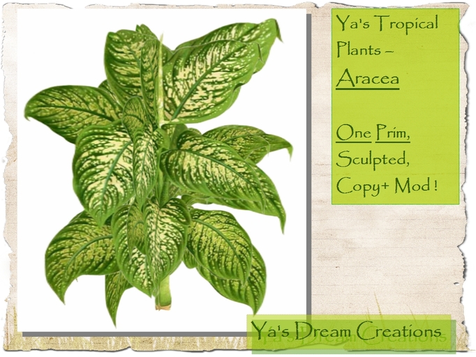 *Ya's* Tropical Plants - ARACEA - One Prim - Sculpted - Copy+Mod!