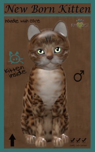 KittyCatS Box - Bengal Sorell