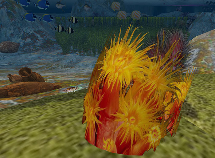 Orange Star Coral 