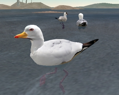 Western Gull v1.1