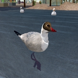 Black-headed Gull