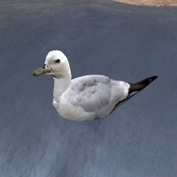 Black-tailed Gull