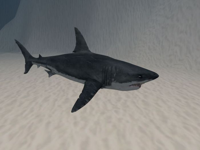 TM Roaming Great White Shark