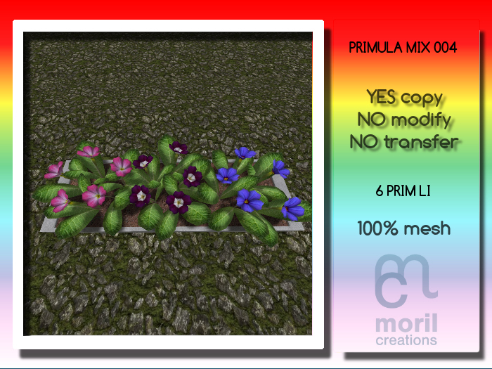 PRIMULA MIX 004