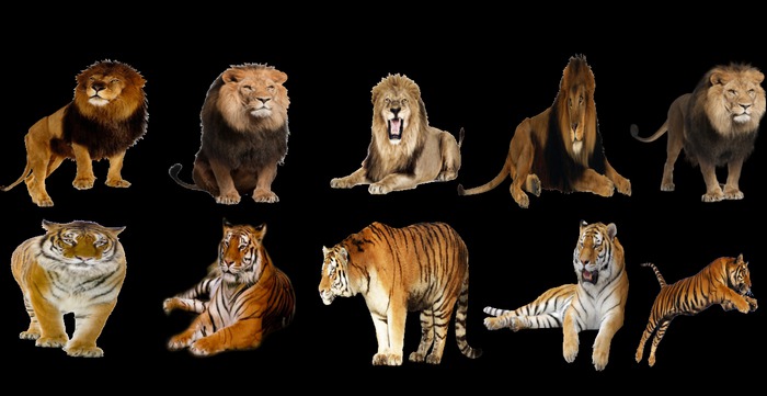 10 x Lions & Tigers Textures full perms