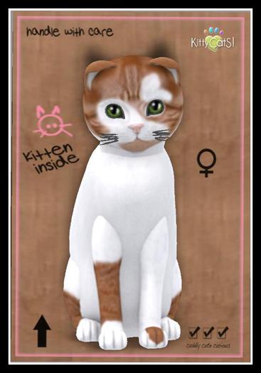 ♀ SCOTTY FOLD-STUBBY-DUSKY