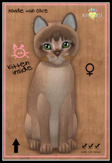 ♀ ABYBLUE-FLAME WHISKERS