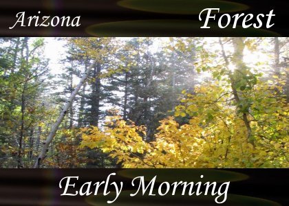 Atmo-AZ-Forest - Early Morning 2:00