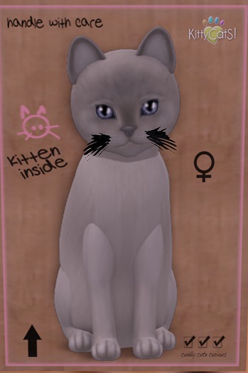 KittyCatS Box - New Born Kitten