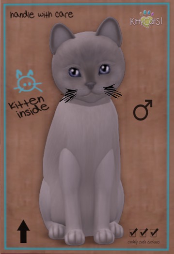 KittyCatS Box - New Born Kitten