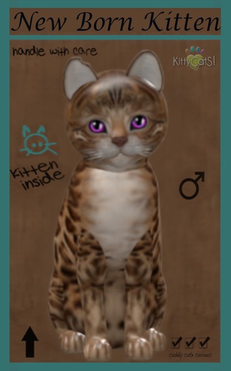 KittyCatS Box - Bengal Sorell