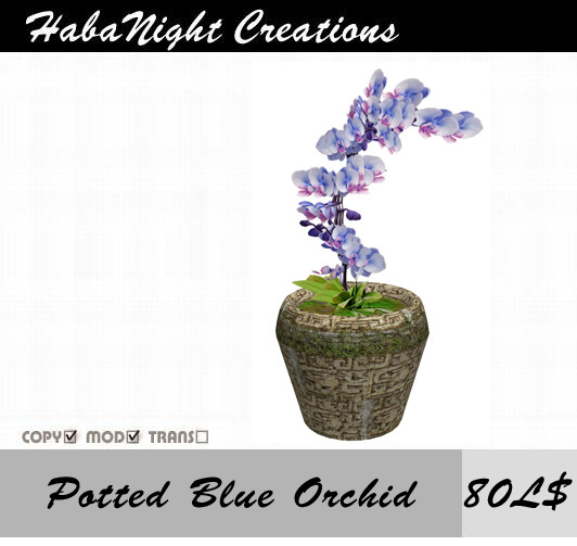 Potted Blue Orchid  / COPY+MOD