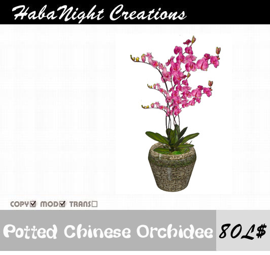 Potted Chinese Orchidee / COPY+MOD