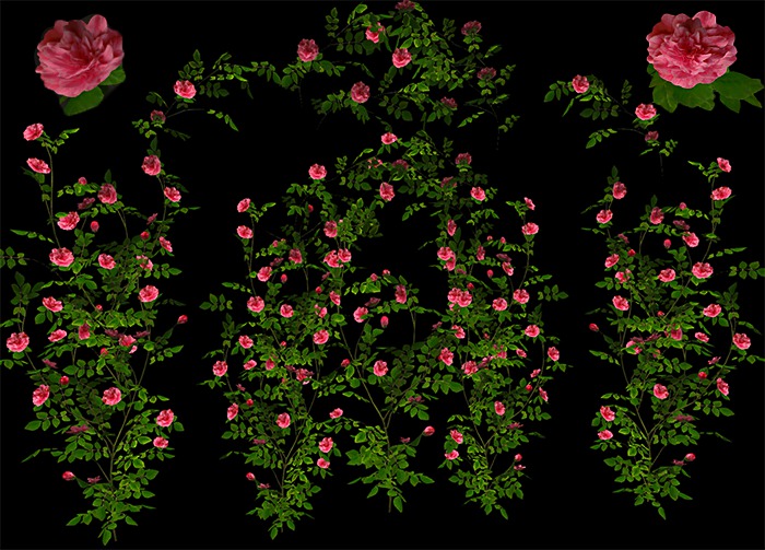 Climbing Rose Pink Pack - Mesh - Full Perm