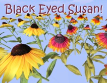 T-Spot Mesh Flowers - Black Eyed Susan (Rudbeckia hirta) - Full Perm Mesh Flowers - LI= 1-2
