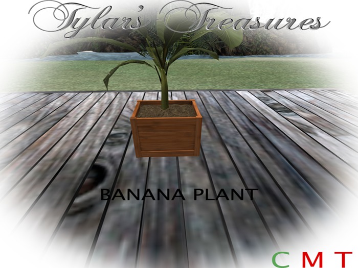 .:TT:.  BANANA PLANT boxed