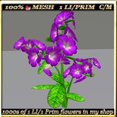 LW_ Petunia Plant - 5 (1 LI / Prim)