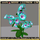 LW_ Petunia Plant - 16 (1 LI / Prim)