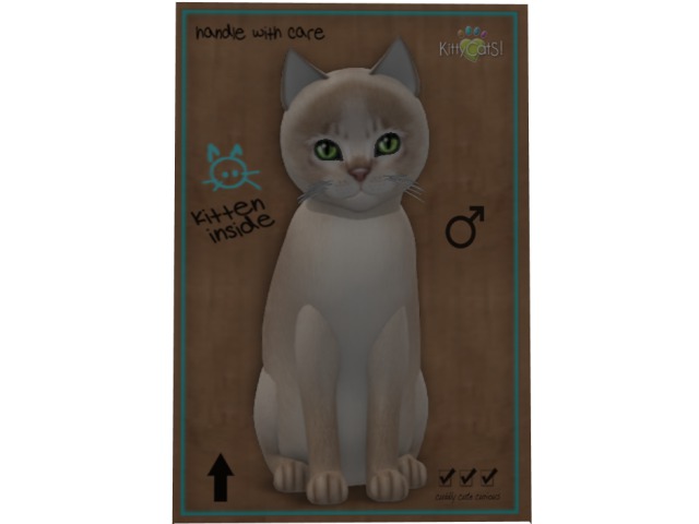 KittyCatS Box - 4T M Abyssinian Lilac