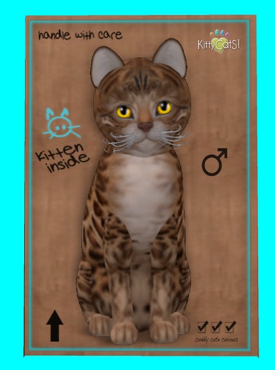 KittyCatS Box - Bengal - Sorell