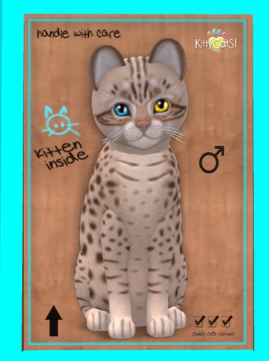 KittyCatS Box - Ocicat - Cinnamon Silver