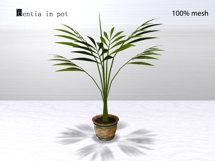 Kentia in pot