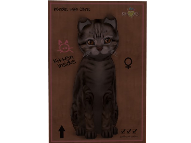 KittyCatS Box - 4T American Shorthair - Tawny Tabby