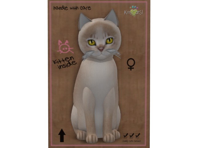 KittyCatS Box - 5T Abyssinian Lilac 1