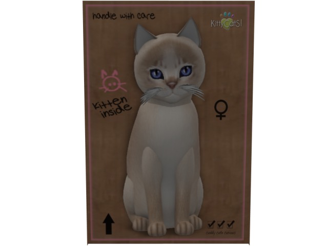 KittyCatS Box - 6T Abyssinian Lilac