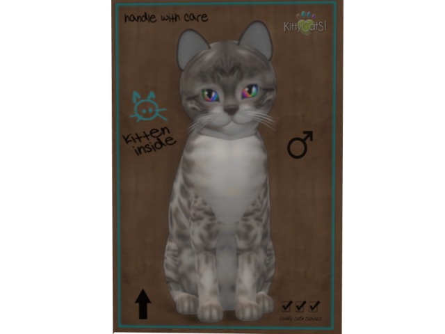 KittyCatS Box - 6T M Bengal Snow