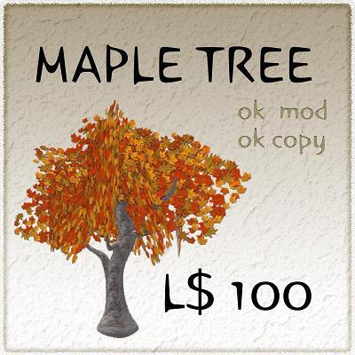 maple tree