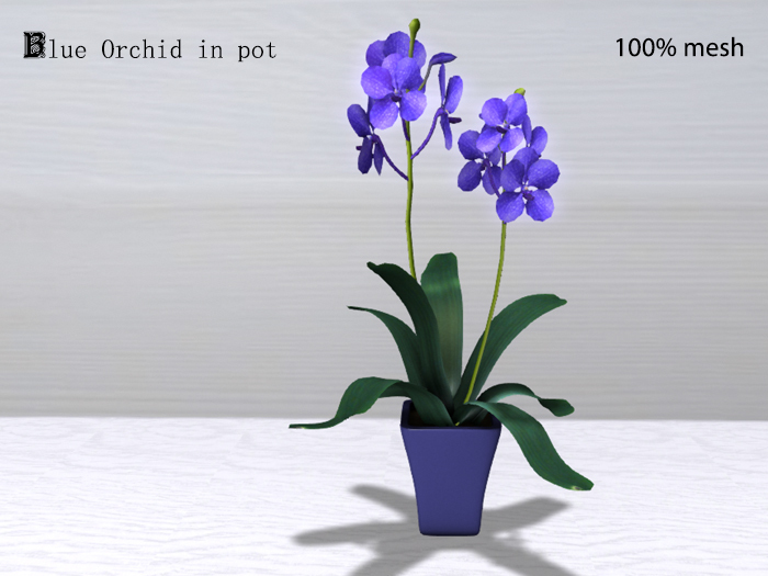 Blue Orchid in pot