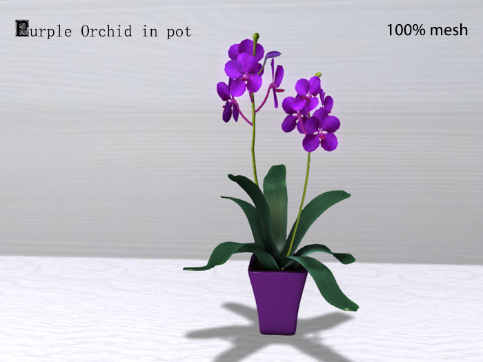 Purple Orchid in pot