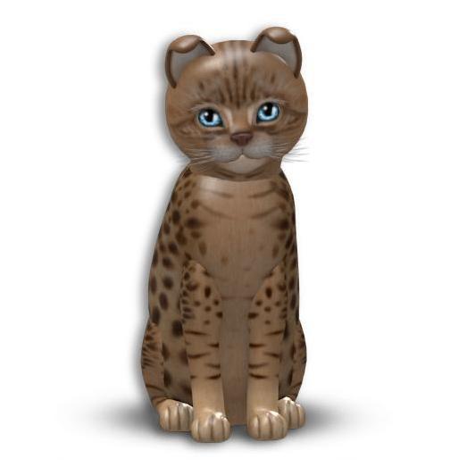 KittyCatS box - Ocicat - Chocolate