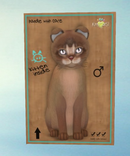 KittyCatS Box - 8T Male Abyssinian Ruddy
