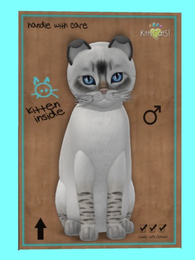 KittyCatS Box - Balinese - Seal Lynx