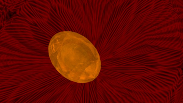 WW_Egg Common Orange Fairy 5.0.0